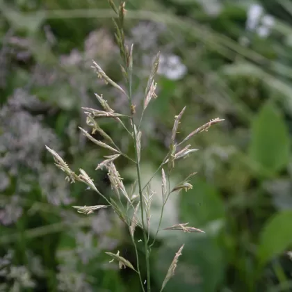 Kostřava luční - František Matoušek
