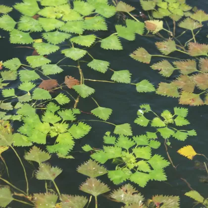 Kotvice plovoucí - František Matoušek