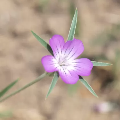 Koukol polní - František Matoušek