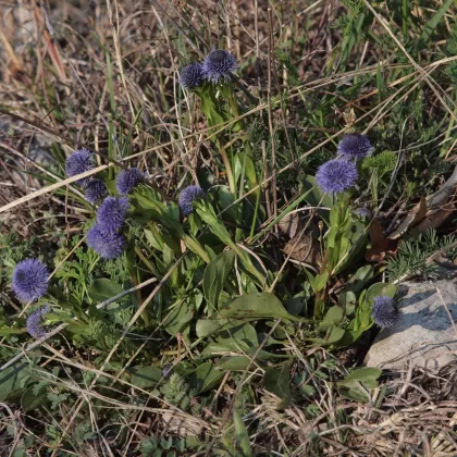 Koulenka prodloužená - František Matoušek