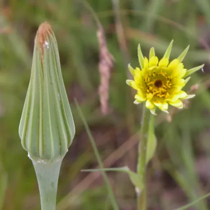 Kozí brada pochybná - František Matoušek