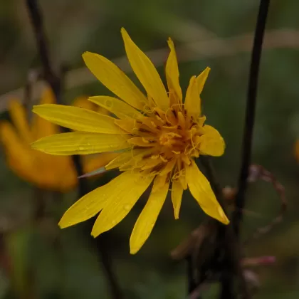 Kozí brada východní - František Matoušek