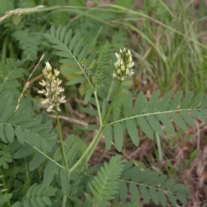 Kozinec cizrnovitý - František Matoušek