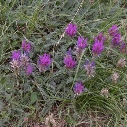 Kozinec dánský - František Matoušek