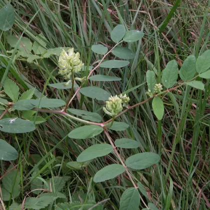 Kozinec sladkolistý - František Matoušek