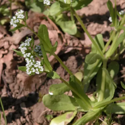 Kozlíček polníček - František Matoušek