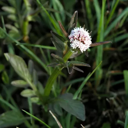 Kozlík dvoudomý - František Matoušek