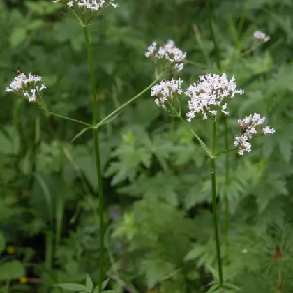 Kozlík lékařský - František Matoušek