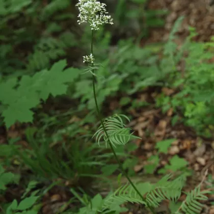 Kozlík ukrajinský chlumní - František Matoušek