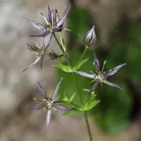 Kropenáč vytrvalý - František Matoušek