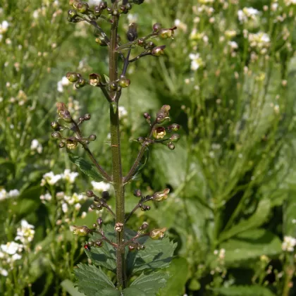 Krtičník hlíznatý - František Matoušek