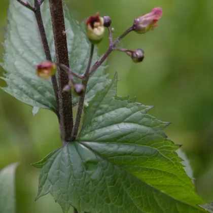 Krtičník hlíznatý - František Matoušek
