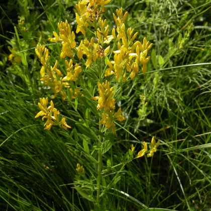 Kručinka barvířská - František Matoušek