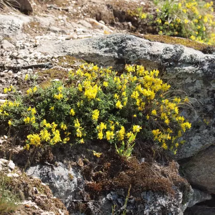 Kručinka chlupatá - František Matoušek