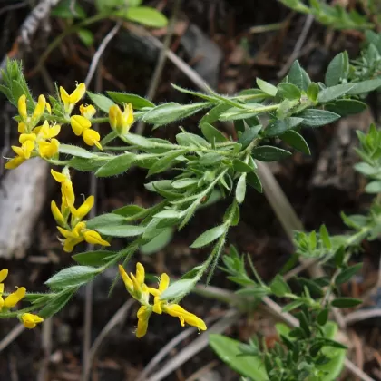 Kručinka německá - František Matoušek