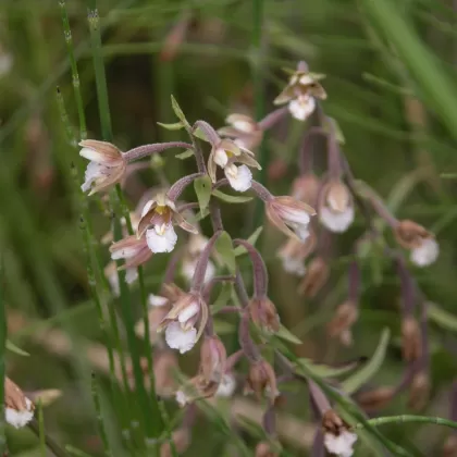 Kruštík bahenní - František Matoušek