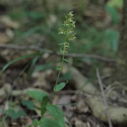 Kruštík širolistý - František Matoušek