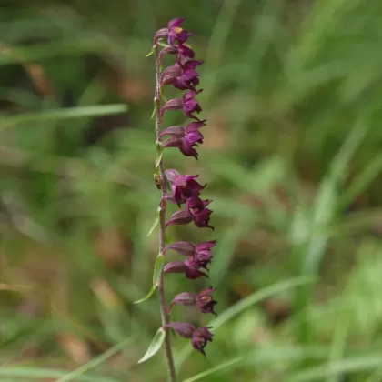 Kruštík tmavočervený - František Matoušek