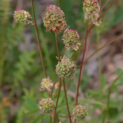 Krvavec menší - František Matoušek