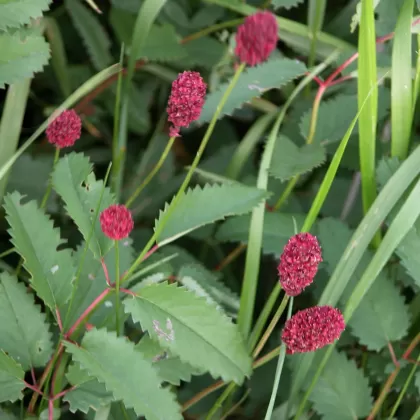 Krvavec toten - František Matoušek