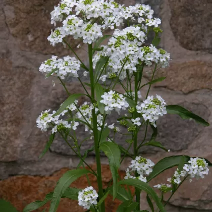 Křen selský - František Matoušek