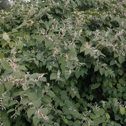 Křídlatka japonská - František Matoušek