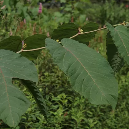 Křídlatka sachalinská - František Matoušek