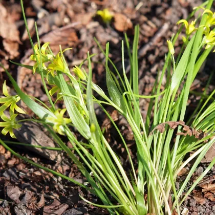 Křivatec nejmenší - František Matoušek