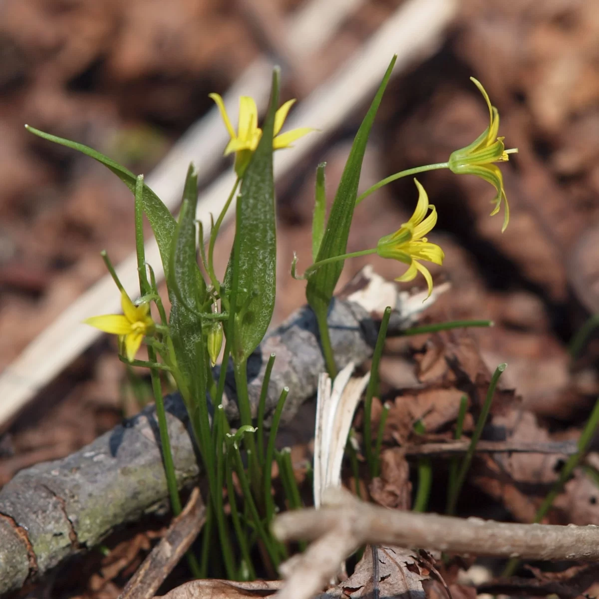 Křivatec nejmenší. Pořízeno 02.04.2017 20:04 - František Matoušek