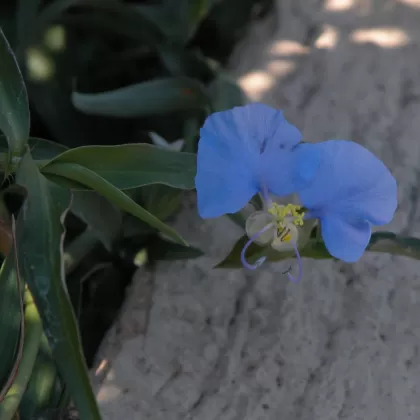 Křížatka obecná - František Matoušek