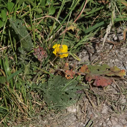 Kuklík horský - František Matoušek