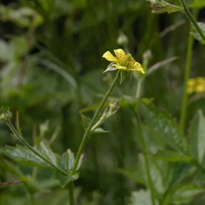 Kuklík městský - František Matoušek