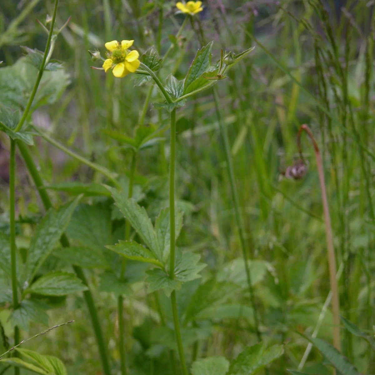 Kuklík městský. Pořízeno 11.05.2006 14:05 - František Matoušek