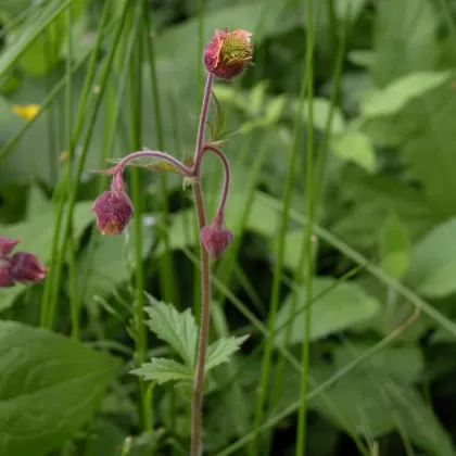 Kuklík potoční - František Matoušek