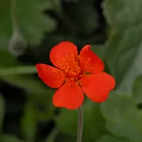 Kuklík šarlatový - František Matoušek