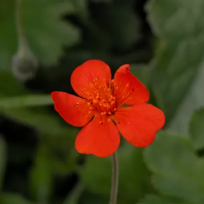 Kuklík šarlatový - František Matoušek