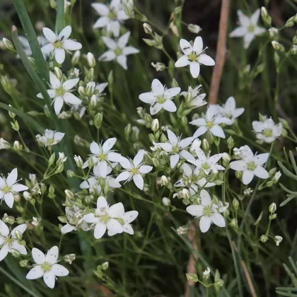 Kuřička štětinkatá - František Matoušek