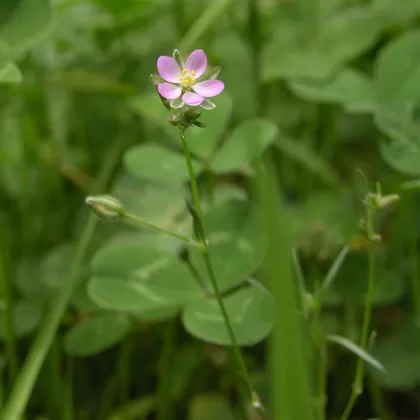Kuřinka červená - František Matoušek