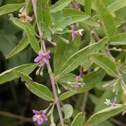 Kustovnice cizí - František Matoušek