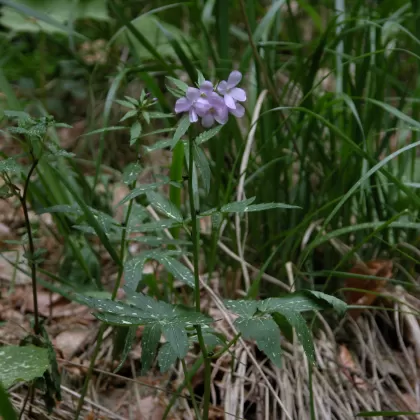 Kyčelnice cibulkonosná - František Matoušek