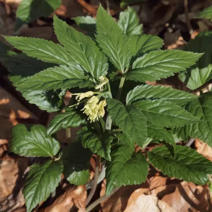 Kyčelnice devítilistá - František Matoušek