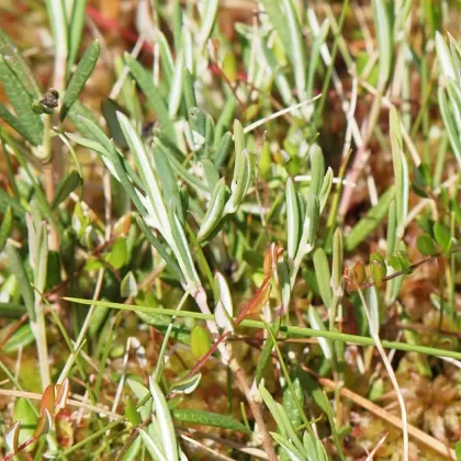 Kyhanka sivolistá - František Matoušek