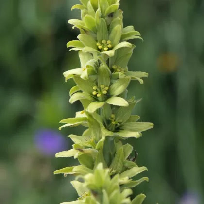 Kýchavice bílá Lobelova - František Matoušek