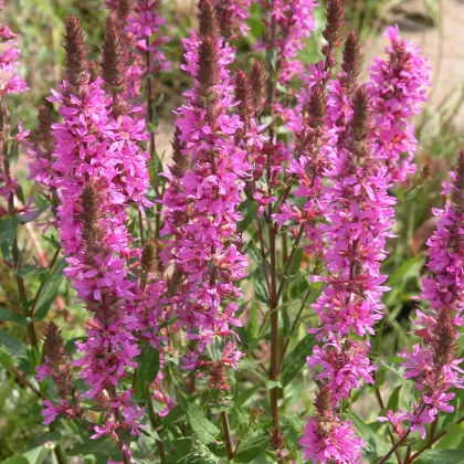 Kyprej vrbice - František Matoušek