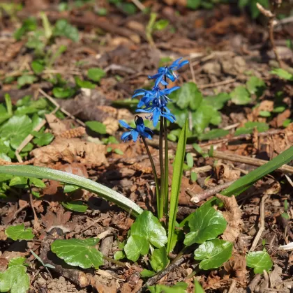 Ladoňka dvoulistá - František Matoušek