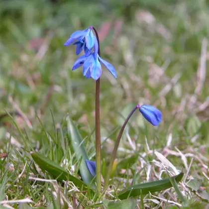 Ladoňka sibiřská - František Matoušek