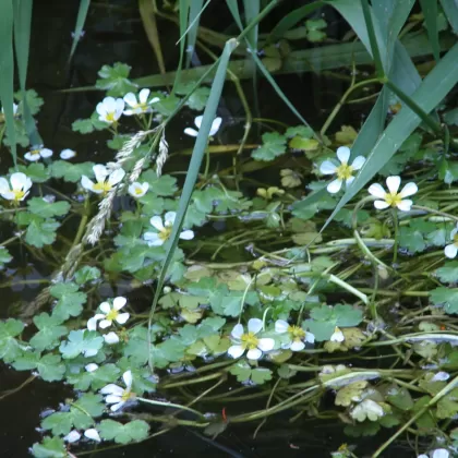 Lakušník vodní - František Matoušek