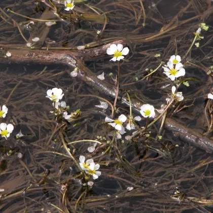Lakušník vzplývavý - František Matoušek