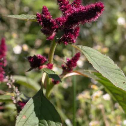 Laskavec krvavý - František Matoušek