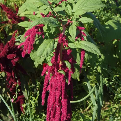 Laskavec ocasatý - František Matoušek